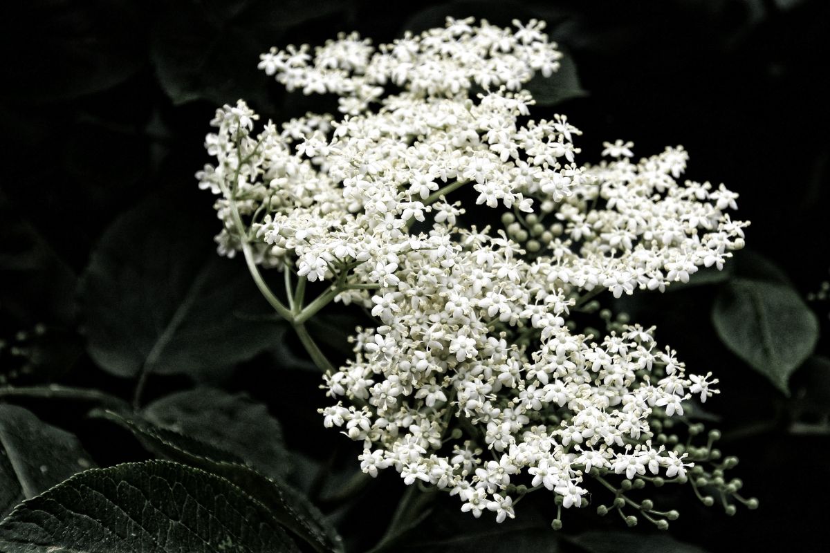 Elderflower